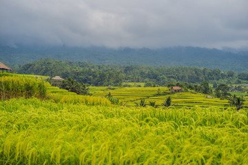 Beautiful Jatiluwih Rice Terraces against the background of famous volcanoes in Bali, Indonesia