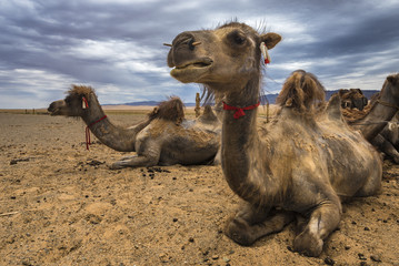 Two-humped camels close-up in the Gobi Desert, Mongolia.