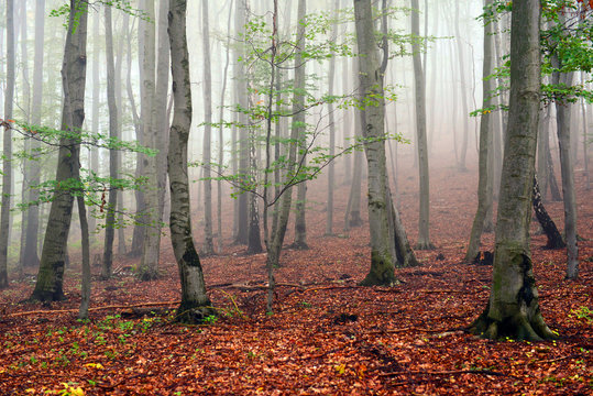 Fototapeta Autumn forest landscape