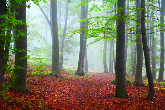 Fototapeta Misty forest landscape