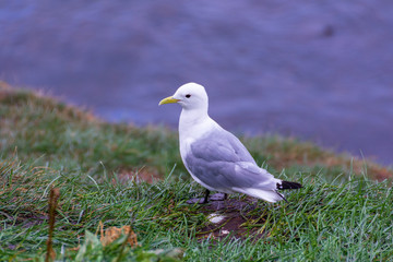 Arctic tern at  Borgarfjördur Eystri Fjord Marina, Iceland