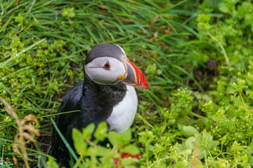 Puffins at  Borgarfjördur Eystri Fjord Marina, Iceland