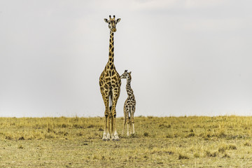 Giraffe female and newborn standing close, touching. Mother looking straight ahead. African...