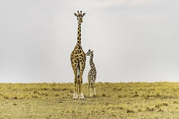 Gordijnen Giraffe female and newborn standing close, touching. Mother looking straight ahead. African savannah landscape. Copy space in sky.  © JENNIFER