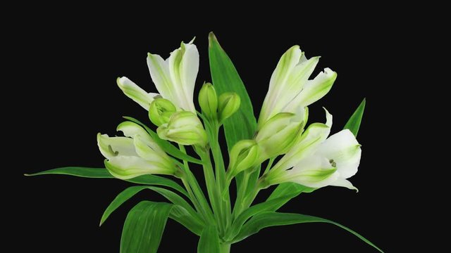 Time-lapse of opening white Peruvian Lily flower 9b3 in RGB + ALPHA matte format isolated on black background
