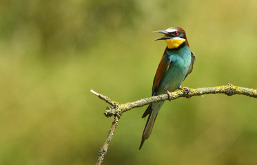 European bee eater (Merops apiaster)