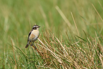 European stonechat (Saxicola rubicola)