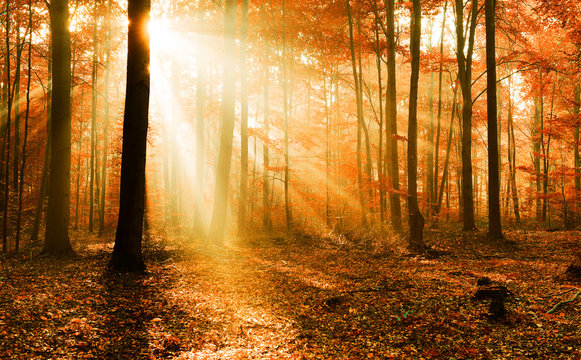 Fototapeta Autumn forest landscape