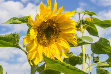 Fototapeta premium Sunflowers on the sky background