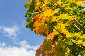 Autumn maple leaves against the sky © Alex Zegrachov