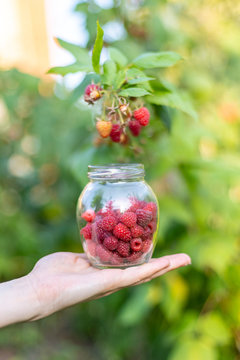 Close up vertical cropped photo of transparent crystalline container with ripe red raspberries on worker woman hands palm isolated on green vivid shine bush