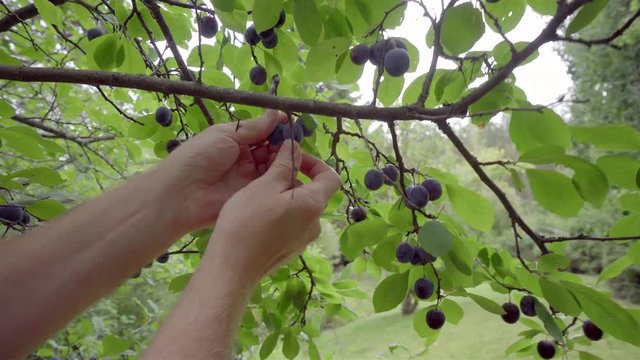 Picking Damson plums, harvest time