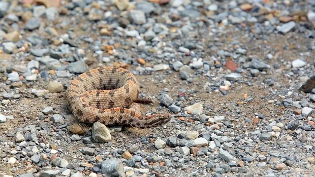 A Western Pigmy Rattlesnake, Sistrurus Miliarius Streckeri, Rattles It's Tail, Flicks It's Tongue And Then Crawls Out Of The Frame.