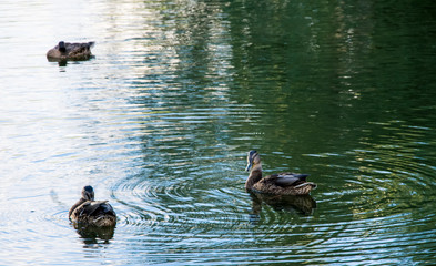 Ducks on the lake.