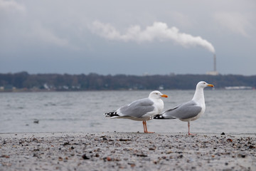 Möwen am Meer