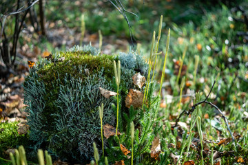 the stub which grew with a moss