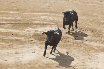 Fighting bulls in the arena. Bullring. Toro bravo. Spain