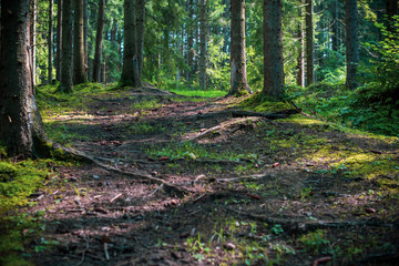 Obraz premium Piękny poranek w lesie. Pojęcie podróży