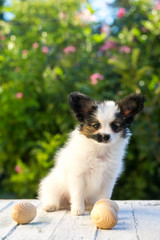 Puppy playing with wooden eggs