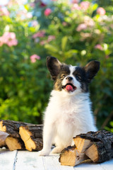 Obraz premium puppy smiles with open mouth