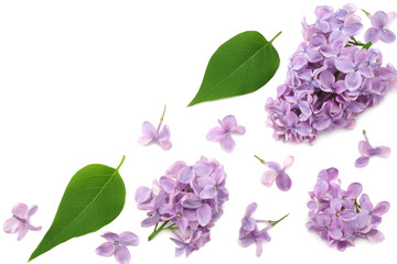 lilac flowers with green leaf isolated on white background. top view