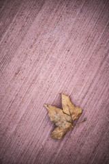 Autumn leaf isolated on a red textured floor background