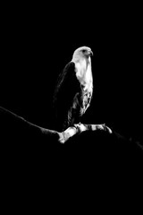 eagle isolated on black background