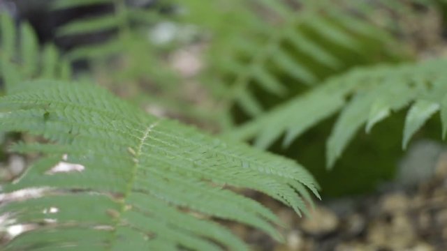 Tilt up form a fern's leaf to a young forest with showing roots