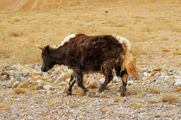 A small yak walks in a field among the stones.