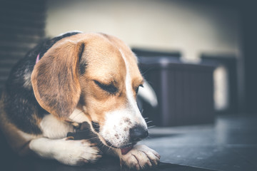 Closeup portrait of beagle dog.