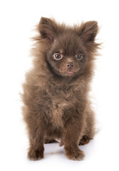 Obraz premium puppy pomeranian in studio