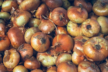 Obraz premium raw onion with earth at the market stall