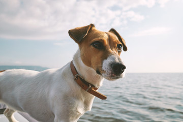 Dog Jack Russell Terrier sits an inflatable kayak and looks out into the distance of the sea...