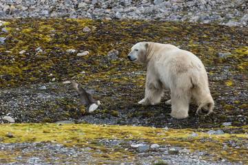 Male polar bear on Svalbard