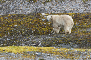 Male polar bear on Svalbard