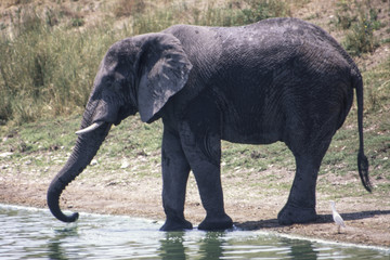 Fototapeta premium Elephant (Loxodonta africana), Kruger National Park, Mpumalanga, South Africa 