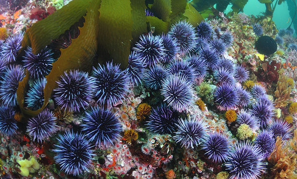 Blue sea urchin
