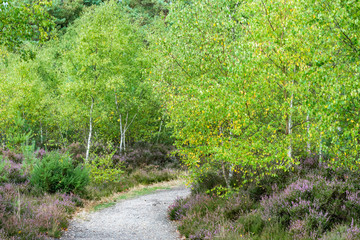 Natural Forest Background  in the early autumn.