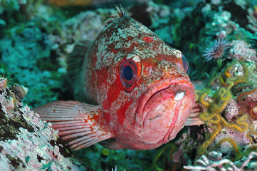 Rockfish