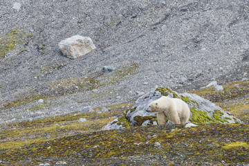 Male polar bear on Svalbard