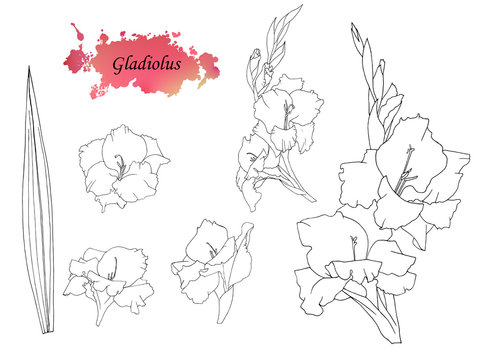 Gladiolus Flower Drawing  Beautiful Easy Flower Drawing PNG Image   Transparent PNG Free Download on SeekPNG