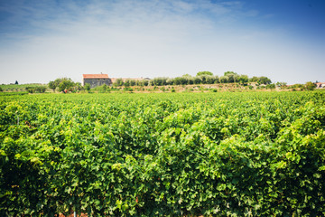 Fototapeta na wymiar Green italian vineyard in Bardolino