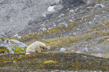 Male polar bear on Svalbard