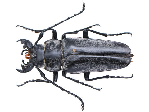 Trictenotoma beetle