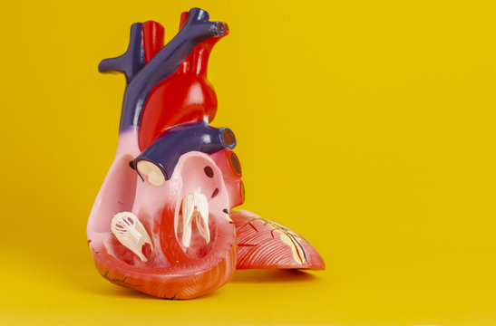 Isolated model of a human heart on yellow background.