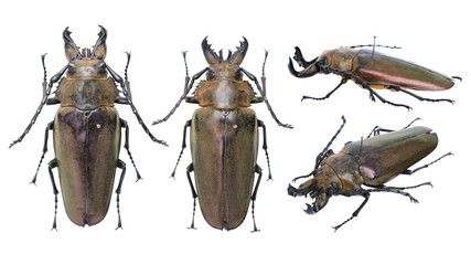 Autocrates vitalisi Vuillet