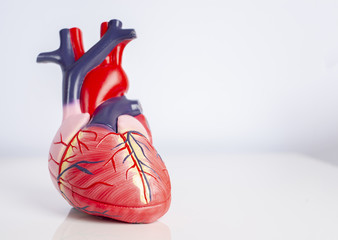 Isolated model of a human heart on white background.