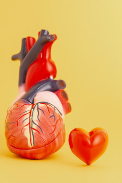 Love your heart concept - Isolated model of a human heart on yellow background.