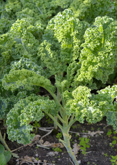 kale cabbage growing in a vegetable garden