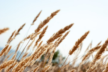 Fototapeta premium reeds against the backdrop of the mountain and sky. Autumn reeds grass background texture. landscape of reeds grass background.